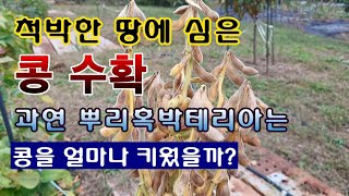 [텃밭농부 1,699]  척박한 땅에서도 콩은 열리는가? 실험재배 결과. #매주콩 #쥐눈이콩 #서리태