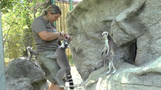 preview picture of video 'Zoo Linz - unser Tiergarten'