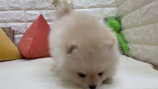 ポメラニアンの動画01