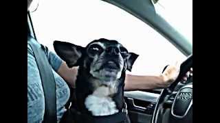 Tony Hernandez - Let the Music Play