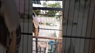 Download lagu SUARA TOET TOET PANCINGAN CENDET PALING AMPUH mp3 Download lagu SUARA TOET TOET PANCINGAN CENDET PALING AMPUH mp3