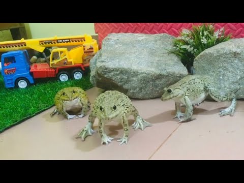 Funny frogs 🤣🤣🤣 funny animals video compilation