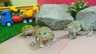 Funny frogs 🤣🤣🤣 funny animals video compilation