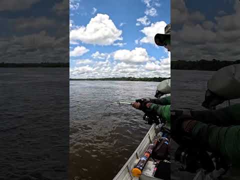Mathias pesca un Gigante en él Río Japurá, Amazonas Brasil 🇧🇷🐟💪🎣