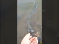 Video Thumbnail for Catch & Release Walleye #short #fishing #subscribe #follow #shorts