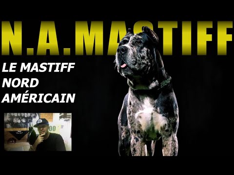 THE NEW GIANT THAT EVERYONE IS FIGHTING FOR! THE NORTH AMERICAN MASTIFF. Family guard dog.
