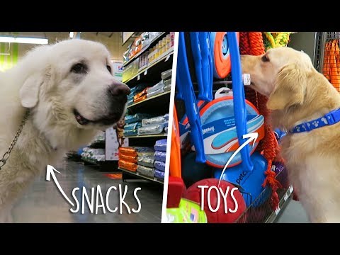 download lagu mp3 mp4 Petco Hours Sunday, download lagu Petco Hours Sunday gratis, unduh video klip Petco Hours Sunday