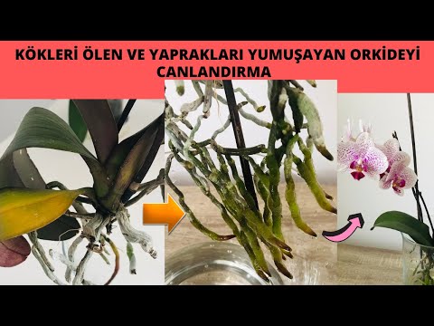 , title : 'Bu Yöntemle Ölmek Üzere Olan Orkideleri Canlandırın/Bol kök ve Sert Yapraklar Orkide kurtarma'