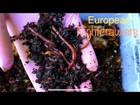 1000+ Worm Bin With European Nightcrawlers Dendrobaena Veneta