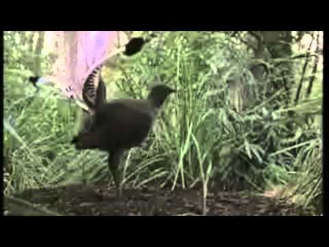 Lyrebird (never seen before footage!!!)