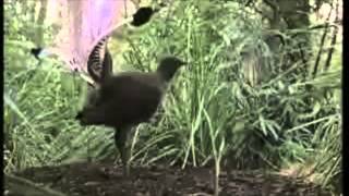 Lyrebird (never seen before footage!!!)