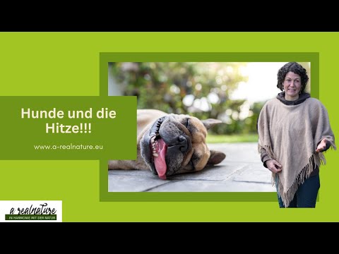 Hunde und die Hitze - Achtung Lebensgefahr