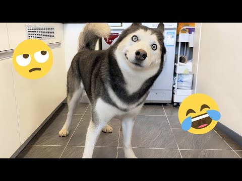 Je vous défie de ne pas rire de ces chiens drôles 🦮 - meilleures vidéos d'animaux drôles 2025