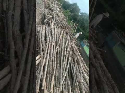 Bán cừ tràm tại Long An