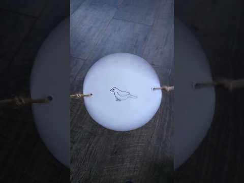 Bird in a Cage Illusion from The Wonder