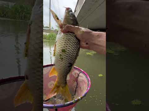 3 days of solo camping when stranded in Alaska's rainforest