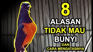 Download lagu 8 Reasons Why Your MURAI BATU Won't Sing and How to Fix It mp3 Download lagu 8 Reasons Why Your MURAI BATU Won't Sing and How to Fix It mp3