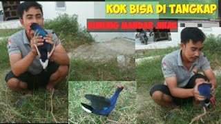 Download lagu Burung mandar Biru jinak seperti pelihara ayam Rawa mp3