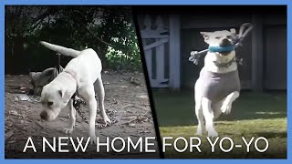 A New Home for Yo-yo the Dog