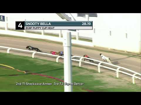 2021 BGBF PUPPY CUP - HEAT 4 - T4 SNOOTY BELLA