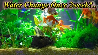 Can We Change Water Once 2 Week?... Is There Any Problem In Changing Water?... / Fish Aquarium Tamil