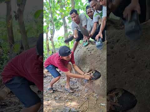 wao ayam ini bersarang di dalam batu #hature #shortsviral