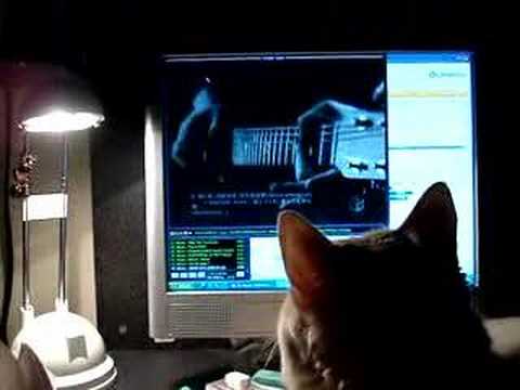 Miyavi... and My cat