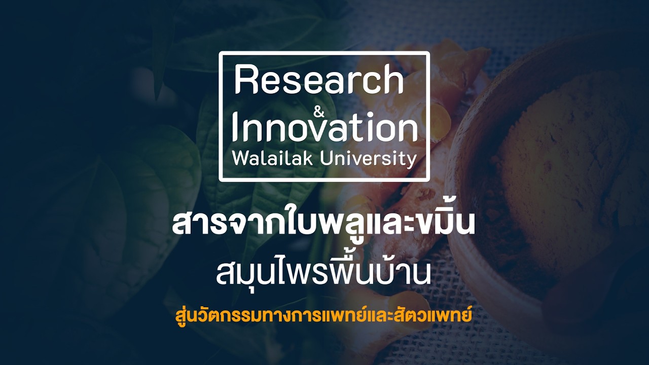 พลูและขมิ้น สมุนไพรพื้นบ้าน สู่การพัฒนานวัตกรรมทางการแพทย์และสัตวแพทย์