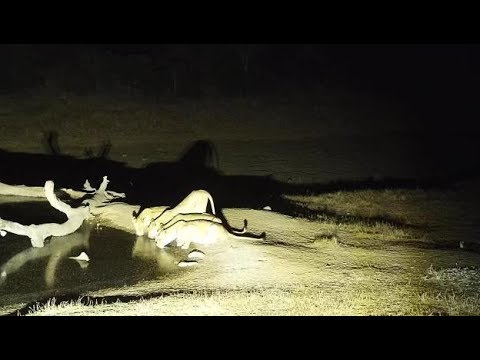 Djuma: Lions-Four Nkuhuma females come to pan area-Pt:2 - 18:52 - 08/19/19