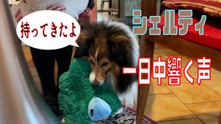 【シェルティ】一日中響く声【フランス田舎暮らし🇫🇷】#犬の散歩 #賢い犬 #犬のいる暮らし #マイペースな犬