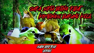 Download lagu suara burung sirtu betina ribut kombinasi suara  burung kecil lainya mp3