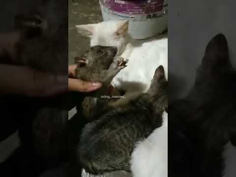 me anagha hoo # subusraib