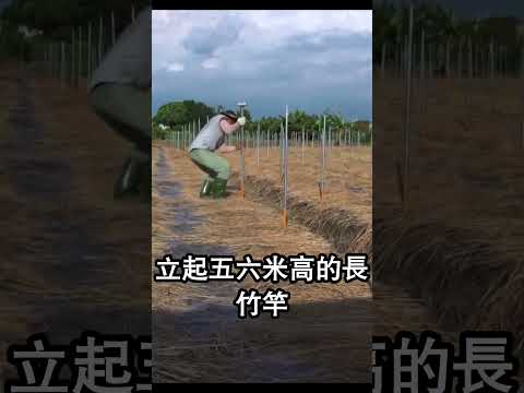 🦅台灣農夫竟找「猛禽天團」免費抓鼠？#老鷹紅豆 #台灣農業 #生物防治 #猛禽棲架 #黑鳶 #生態農法 #屏東紅豆 #友善耕作 #熱門 #分享 #taiwan #shorts
