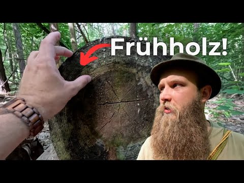 6 spannende Fakten über Jahresringe