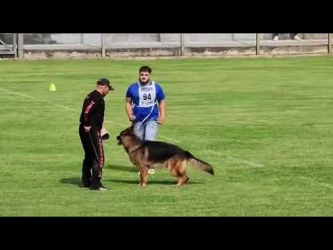 Yoris Osterberger Land -bite work yesterday in Italian siger Show 2023 .Super job team YORIS..🔥