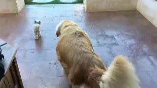 Norbert widdles. Fred waddles.