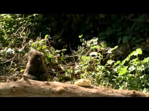 Austin Stevens Baboons.mp4