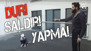 Köpeklerde Odaklanma Eğitimi | Pitbull Günlüğü | Hars