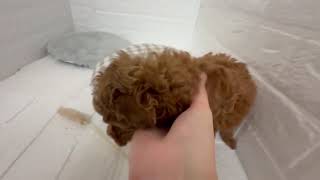 トイプードルの動画01