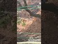 Rugged Dog Puppy Fighting With Mother Dog Dog Petlover Puppy Gandhitamil
