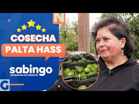 COSECHA PALTA HASS: La historia de Judith Brito en Hijuelas - Sabingo | Raíces campesinas