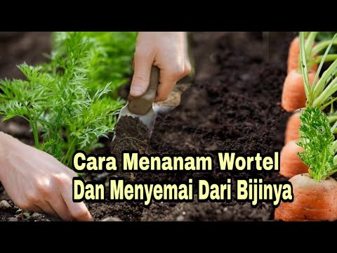 , title : 'Cara Menanam Wortel Dan Menyemai Dari Biji'
