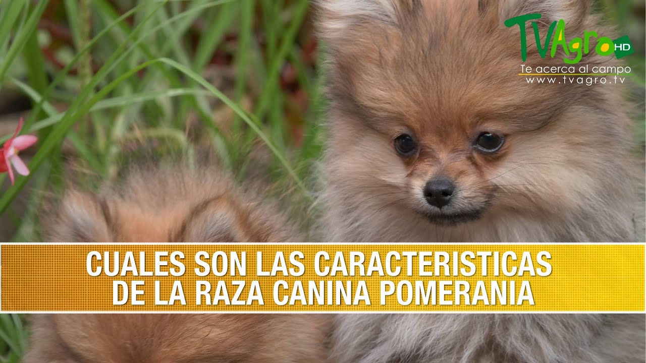 Cuales son las Caracteristicas de la Raza Canina Pomerania- TvAgro por Juan Gonzalo Angel Restrepo