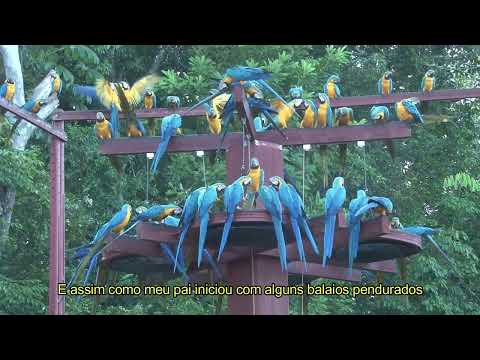 Porto dos Gaúchos: O Encanto das Araras Canindé
