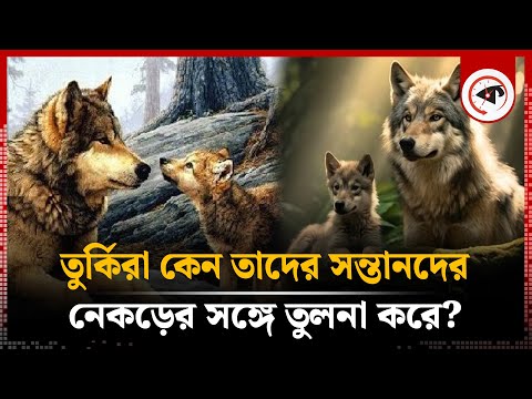 নেকড়েদের পরিবারের প্রতি আনুগত্য ও স্নেহ জানলে অবাক হবেন | Wolf Biography | Kalbela