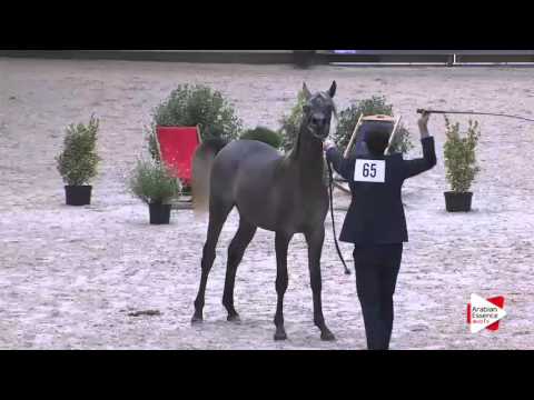 Deauville 2015 - Class 6B