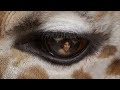 See Conservation From A New Perspective San Diego Zoo Safari Park