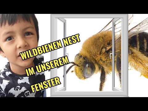WILDBIENEN NEST - AUF UNSEREM FENSTERSIMS (2021)