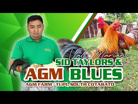 SID TAYLORS AND BLUES - VAL MARIANO of AGM FARM