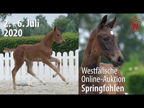 Trailer Springfohlen Auktion 2. - 6. Juli 2020